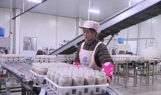 西南地區最大食用菌工廠化項目在萬盛投產，引領產業升級與融合發展